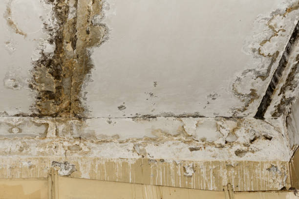 Best Basement water damage restoration  in USA